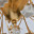 Подвесная люстра CHIARO Сицилия 282012008