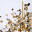 Люстра Tezani Argent Suspension Pendant Lamp 40 Gold By Imperiumloft